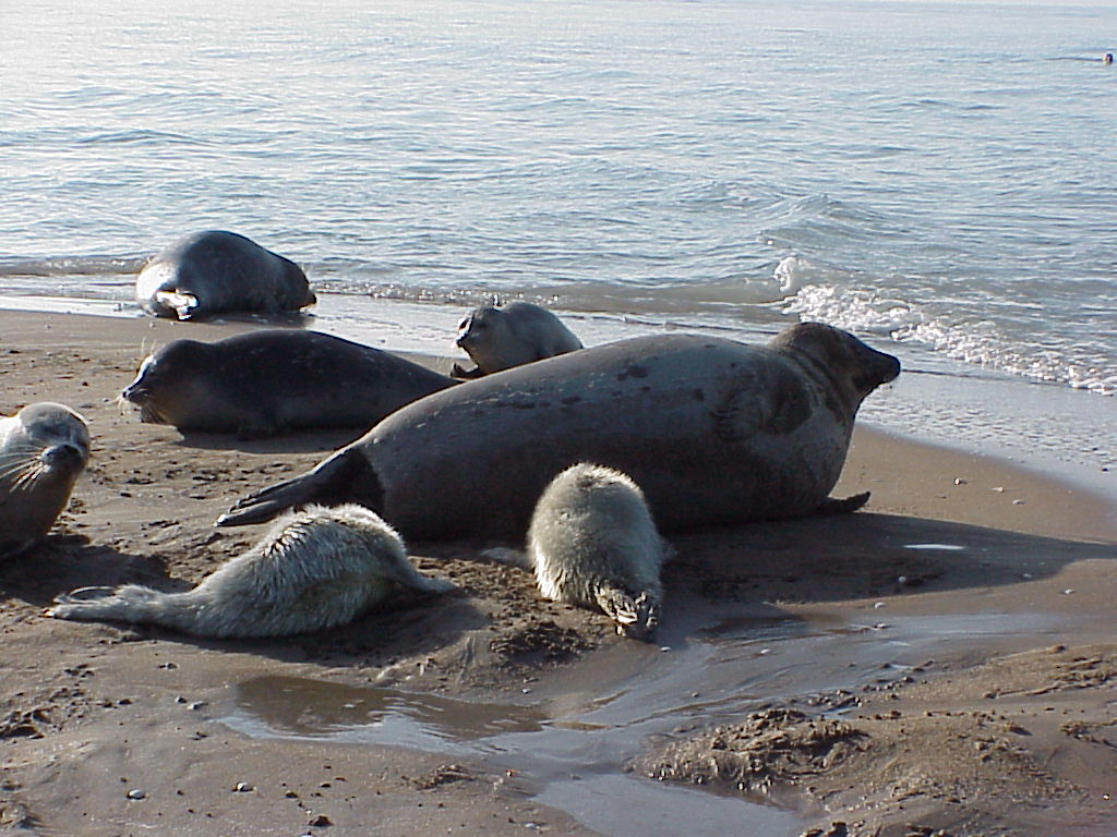 Pups at Ogurchinsky Island in Turkmenistan