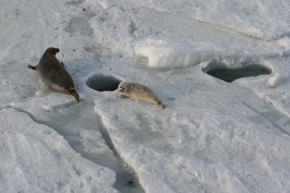 Caspian seal mother and pup