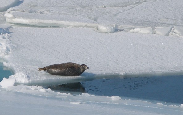 Caspian seal on ice flow